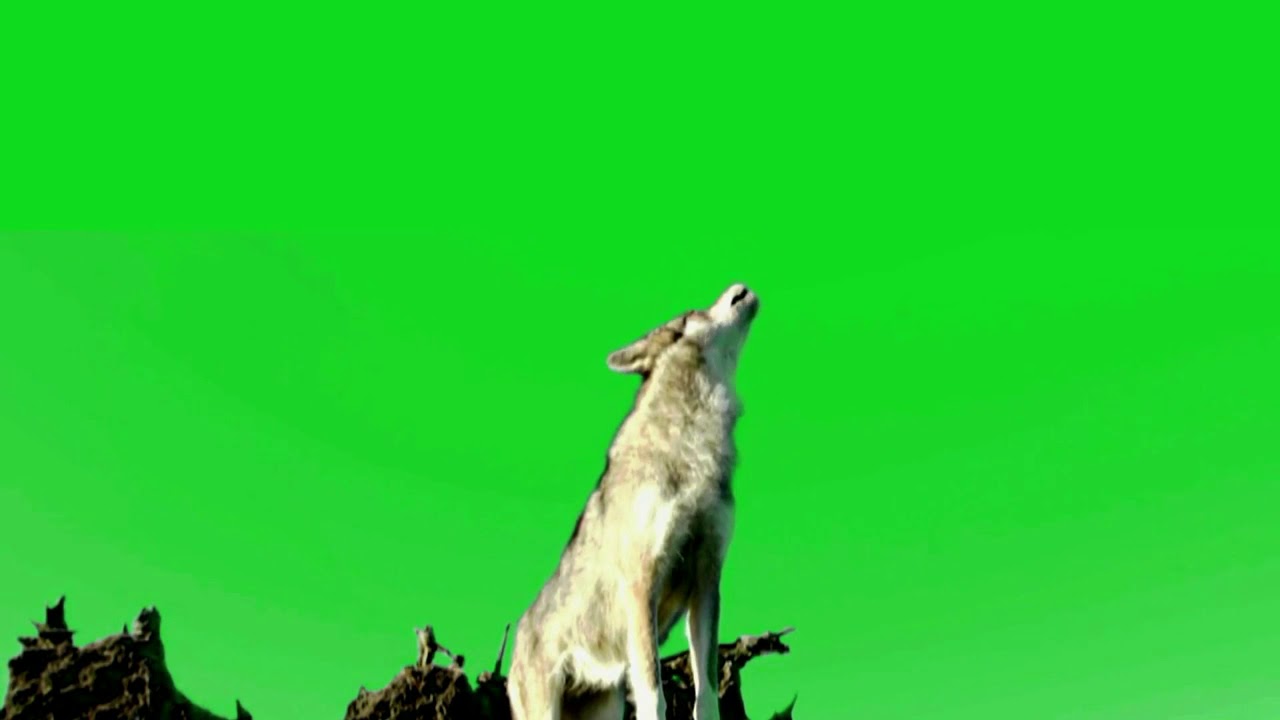 wolf Stock Footage in green screen. By Green screen studio. YouTube