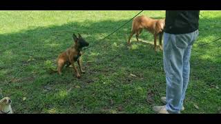 Curso Entrenador Canino IXCAR. Parado para examen. Perro Debutante