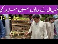 Birds Market Lalukhet Sunday Jaal update 14-6-26 By Budgies Parrots Traders