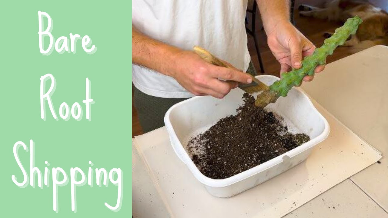 cactus-bare-root-shipping-how-it-works-youtube