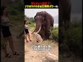 【ゾウの力がどれほどヤバいか知っていますか？】