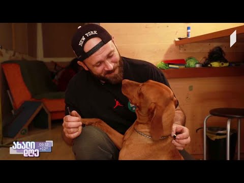 #ახალიდღე ზაქარია დოლიძის მიერ უსასყიდლოდ შექმნილი ეტლები შშმ ძაღლებისთვის