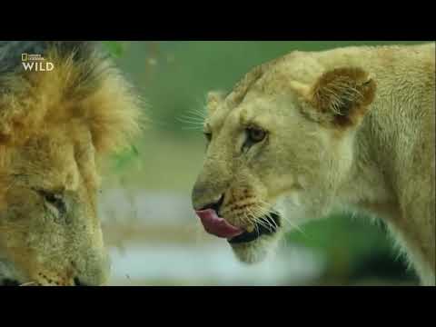Дикие охотники - Кошки. Документальный фильм National Geographic