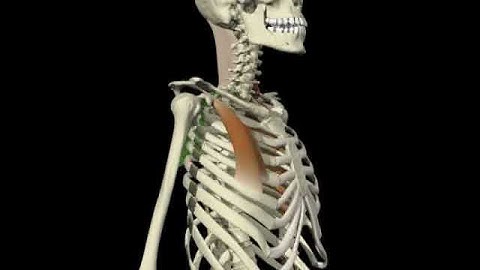 Postural Breakdown - Hand turned in - Minor pectoral dysfunction