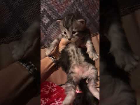 Gwen’s 2 week old Maine coon kittens - YouTube