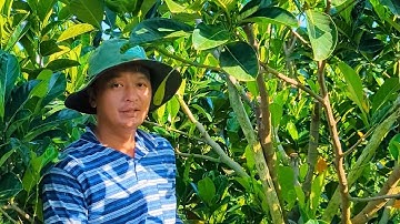 Phân biệt bông cái và bông đực trên cây Mít ruột đỏ Indo 18 tháng