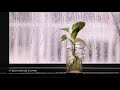 Miniature de la vidéo de la chanson 24 Préludes, Op. 28, C. 166-189: 15. Sostenuto In D-Flat Major, C. 180 “Raindrop Prelude”