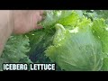 Vlog 91 itong variety ng lettuce ang firstime kong tinanim at natikman wow ang sarap