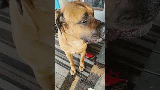 Big Binoo Just Chillin