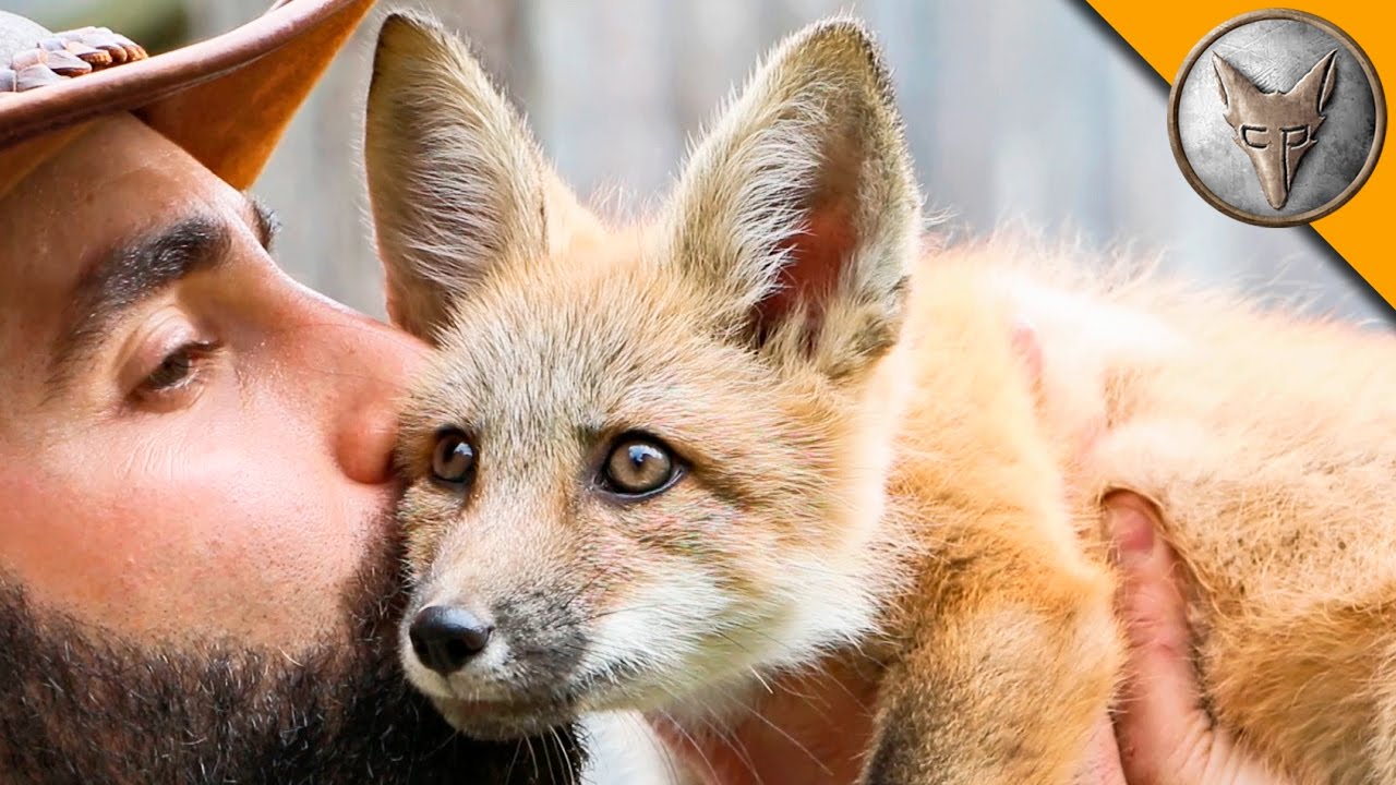 Friendly Baby Fox Youtube