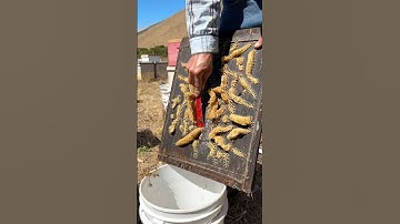 Scraping Comb Off Beehive Lid! 🐝 #shorts