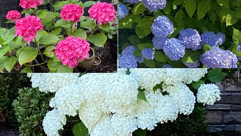 ¿Cómo se intensifica el color de una hortensia?