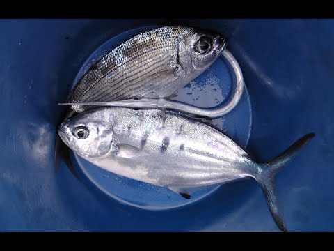 Video: Jak Udržet Rybu čerstvou Při Rybaření