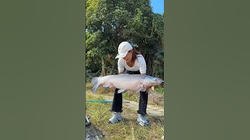 em cần thu đi câu trắn đen hồ dịch vụ câu được con cá trắm 40 kg và cái kết  #fishing #cauca #short