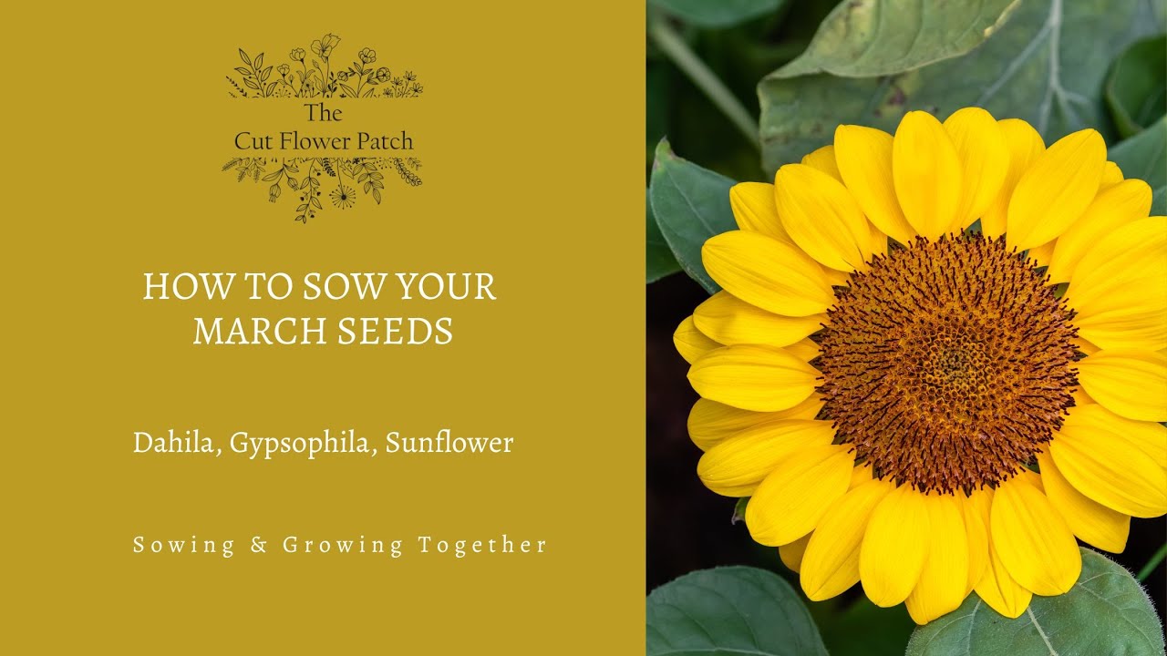 How to sow your March Cut Flower Patch seeds Dahlia, Gypsophila
