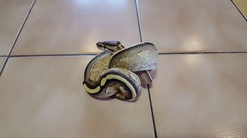 Super stripe ball python