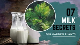 07 Milk Secrets For Garden Plants | Use Milk In The Garden
