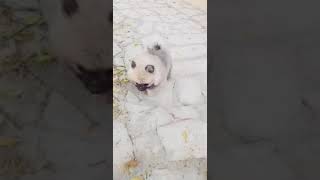 كلب بومرينيان الرياض dog Pomeranian ( انتاج - بيع - شراء )