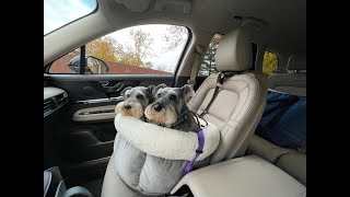 Such Good Passengers | Life With Schnauzers by Schnauzer Mom 4,909 views 6 months ago 10 minutes, 47 seconds