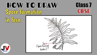 spore formation in fern