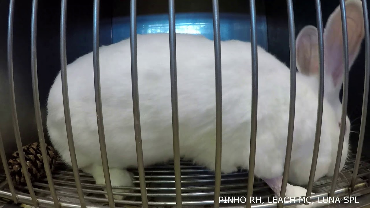 Domestic rabbit behaviours Stretch YouTube