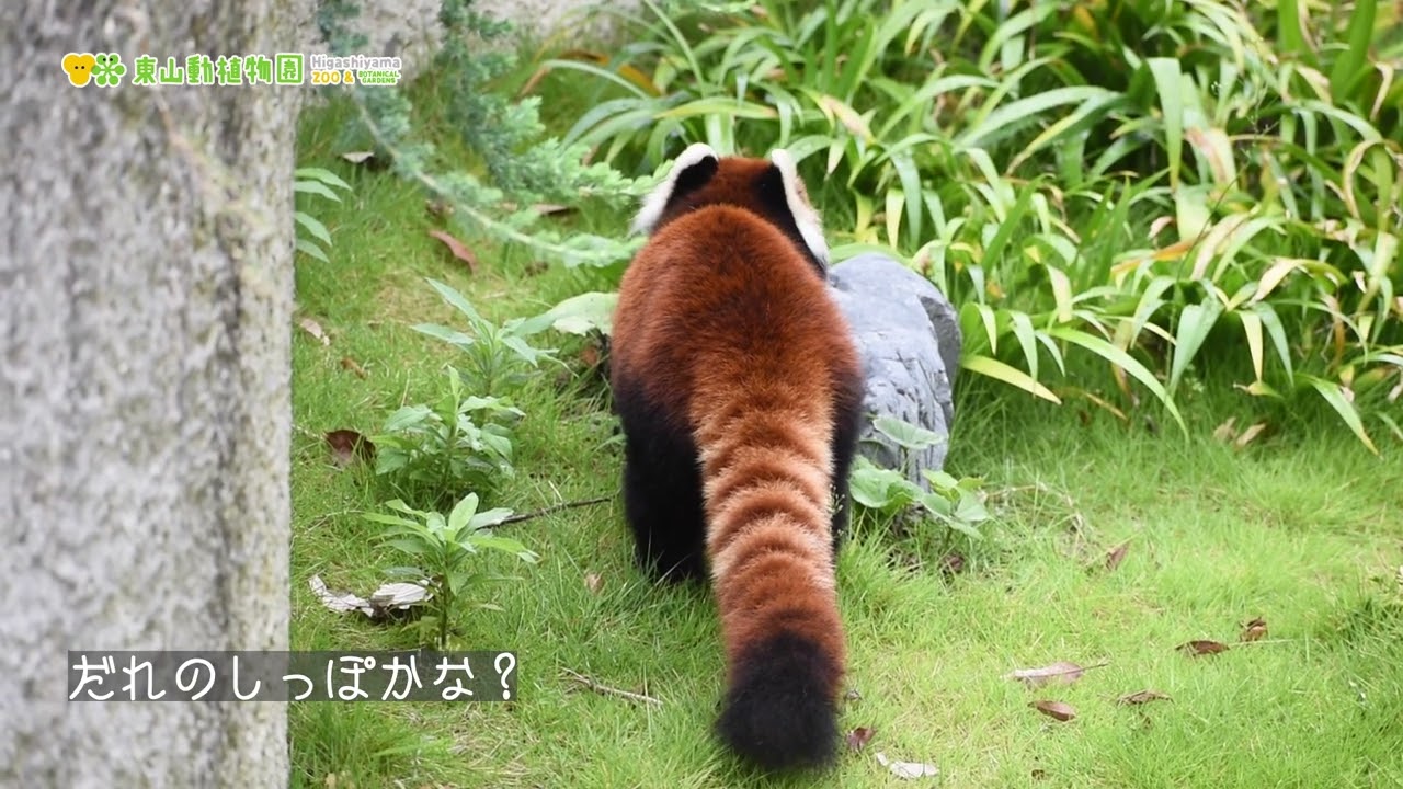 東山動植物園公式】誰のおしっぽかわかりますか？《 シセン