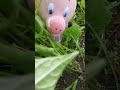 😁Приключения Пса🐶 на даче у Пятачка🐷#собака #шутки #юмор #пятачок #humor #озвучка #мультфильм #дача