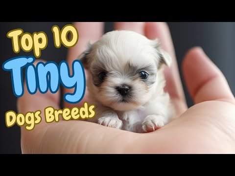 😍Top 10 Tiny Dog Breeds🐾 Teacup Dog small Dog breeds