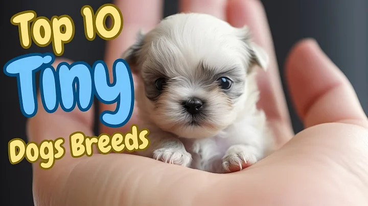 😍Top 10 Tiny Dog Breeds🐾 Teacup Dog small Dog breeds - DayDayNews