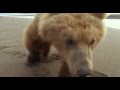 Grizzly Man 2005 Documentary Clip Grizzly Man 2005 Documentary Clip