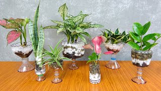 Plant Snake plants in the water | Make beautiful transparent tabletop vase with plastic bottle