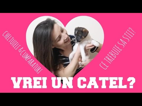 Video: Cum Să Alegi Un Cățeluș Jack Russell Terrier