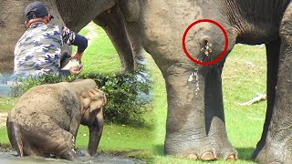 Huge angry Bull, suffering with painful ABSCESS , gets treated by brave officers by Elephant Zone 732,569 views 1 month ago 10 minutes, 6 seconds