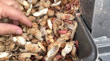 Electric Nut Cracker in operation