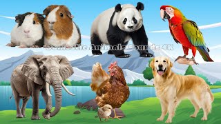 Happy Animal Moment, Familiar Animals Sounds: Whale, Peacock, Turtle, Beaver, Hyena | Animal Moments