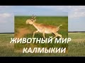 Животный мир Республики Калмыкия