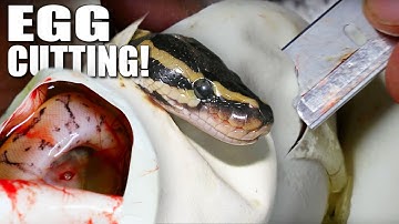 ULTIMATE SNAKE EGG CUTTING VIDEO!!! | BRIAN BARCZYK