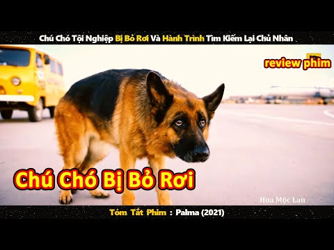 Video: Cưỡi Trong Xe Với Chó