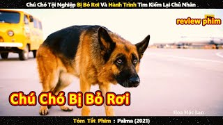 Chú chó bị bỏ rơi và hành trình gian khổ tìm kiếm lại chủ nhân || review phim