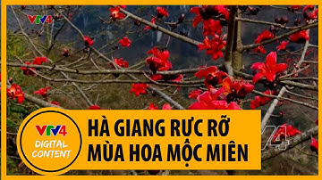 Hà Giang rực rỡ mùa hoa Mộc miên | VTV4