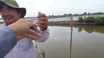 Câu cá bống ở Lý Nhơn - Cần Giờ.