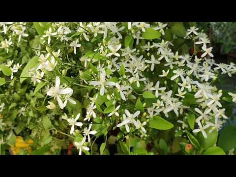 Clematis plant/monsoon time best fragrant plant, Ep2