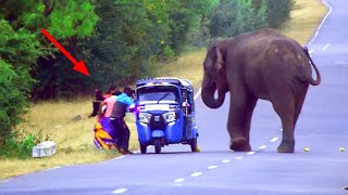 Watch the video of fierce elephants on the road continuously..