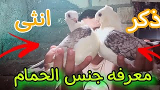 معرفه الدكر من النتايه في الحمام|بطريقة سهلة جدا ??