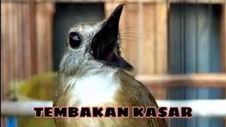 MASTERAN SRDC KASAR, MATERI DI ATAS RATA RATA @KICAUGUBUKBALI