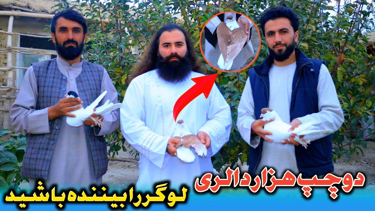 گنج در ویرانه|#دوچپ هزار دالر لوگر بااوصاف خاص آن|Loger Precious and Unique Pigeons|#Do_Chap_Pigeons