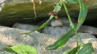 Horned Viper by Gorazd Zrimsek 117 views 8 months ago 50 seconds