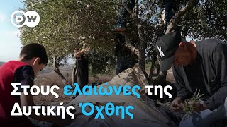 Europeo: Οι ελαιώνες της Δυτικής Όχθης.