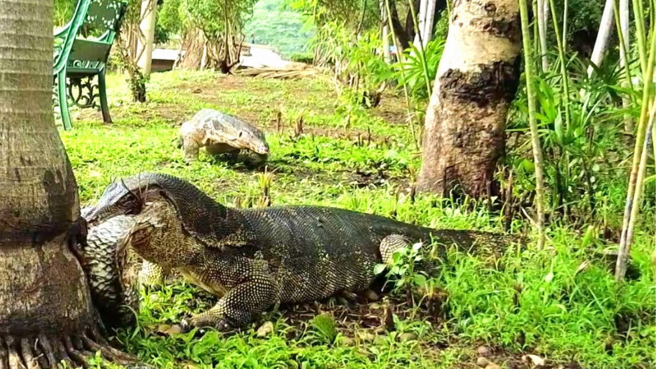 Monitor lizard eating carrion, but competition comes along. YouTube