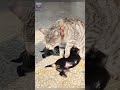 The mothercat is nursing two puppies#cat #puppy thumbnail